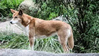 Аустралияда жабайы аң туристі қауып алды