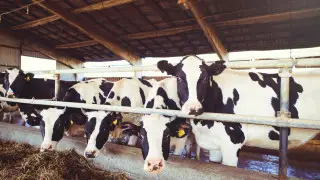 Ақтөбе облысында төрт түлік шығыны өтеліп жатыр