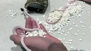 Жолаушы қалтасына тірі жыландарды салып ұшаққа отырмақ болған