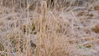 Нөсер және тұман: Қазақстанда бүгін ауа райы қандай болады?