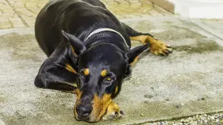 Павлодарда доберманды таспен атқан ер адам айыппұл төлейтін болды