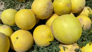 Жетісай қауындары Ресейге жөнелтіліп жатыр