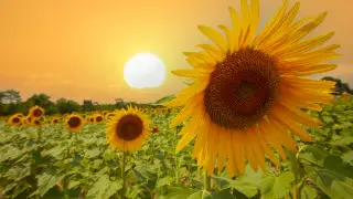 "40 күн бойы 50 градусқа дейін ыстық": синоптиктер WhatsApp-та тараған ақпаратқа пікір білдірді