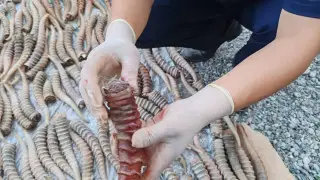 1,2 миллиард теңге: Жетісу облысында үй шатырынан ақбөкен мүйіздері табылды