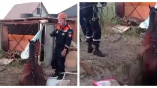 Алматы облысында құтқарушылар құдыққа түсіп кеткен жылқыны шығарып алды