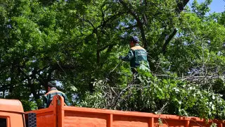 Алматыда 6 мың ағаш санитарлық мақсатта кесіліп жатыр