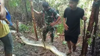 Бес баланың анасы: жоғалып кеткен әйелді питон жұтып қойған