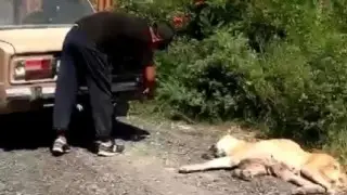 “Неліктен бұлай азаптайды?“ Ер адам итті көлігіне байлап, жерге сүйреген