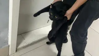 Алматы әуежайының қызметкерлері жолаушы бірнеше күн бойы іздеген мысықты лақтырып жіберген