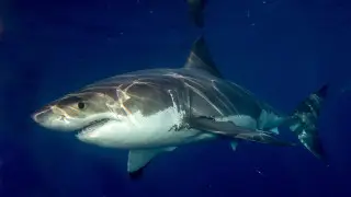 Акула катамаранда отырған туристің аяғын жұлып алған