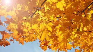 Нөсер және найзағай: Қазақстанда алдағы күндері ауа райы қандай болады?