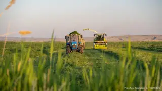 Субсидия далаға кеткен: Павлодар облысында ақша жымқыру схемалары анықталды