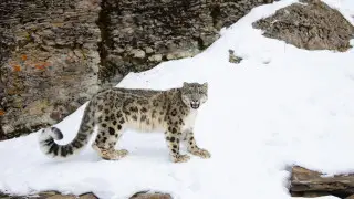 Халықаралық барыс күні: Қазақстанда бұл жыртқыштар қай жерлерді мекендейді?