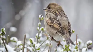 Қар, жаңбыр және тұман: Қазақстанда бүгін ауа райы қандай болады?