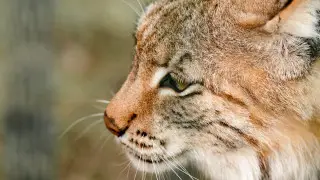 “Көлсай көлдері“ ұлттық паркінде қар барысы мен сілеусін камераға түсіп қалды