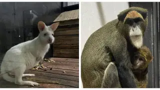 Қарағанды ​​зообағында сирек жануарлар пайда болды