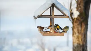 Көмек қажет: Алматы Ботаникалық бағы қазақстандықтарға үндеу жасады