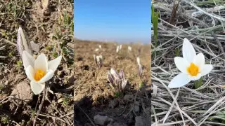 Ақсу-Жабағылы қорығында бәйшешек гүлдей бастады