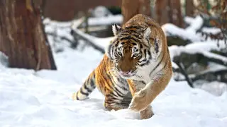 Қазақстанға Ресейден тағы төрт жолбарыс әкелінеді