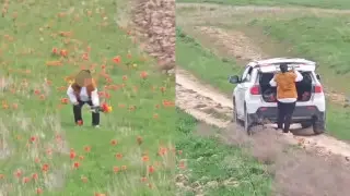 Полиция іздеп жатыр: қазақстандық сирек кездесетін қызғалдақты теріп алған