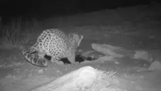 Үстірт қорығында сирек кездесетін жыртқыш фототұзаққа түсіп қалды