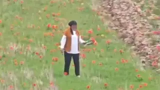 Қызғалдақ жұлып, басы дауға қалды: полиция жаңа дерек айтты