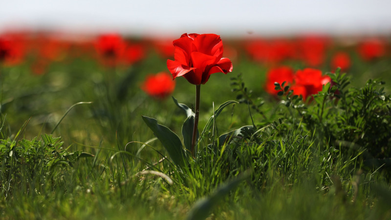 Фото: Жамбыл облысы әкімінің баспасөз қызметі