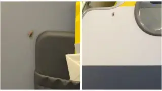 Жолаушы ұшақ салонындағы тарақандарды видеоға түсіріп алды