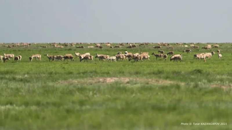 Фото ©️ Tengrinews.kz / Тұрар Қазанғапов