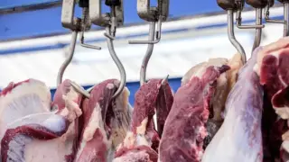 Ақбөкен етін жеу қауіпті ме? Министрлік жауап берді