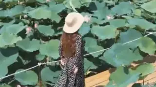 Атырауда лотос гүлдеді: желіде сирек кадрлар пайда болды