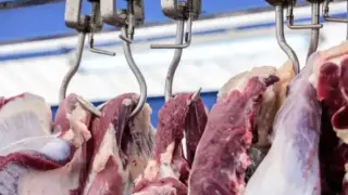 Жетілген беттердегі сперманың жинағы