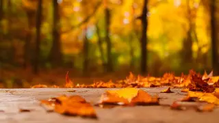 Қыздардың демалып жатқан видеосы