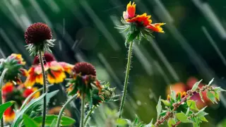 Алдағы демалыс ауа райы қандай болады?