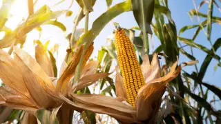 Найзағай, жел және +38 градус аптап: ауа райы болжамы