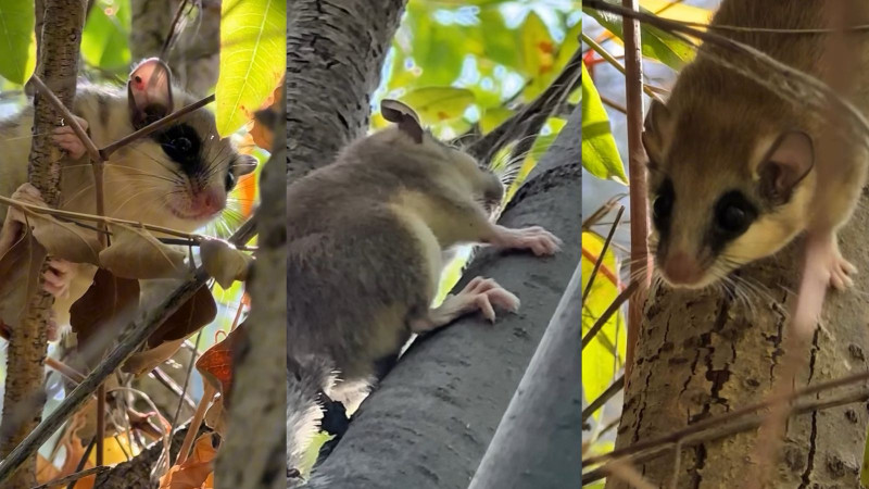 Желіде белбеумен ұрған сексуалды бөкселер