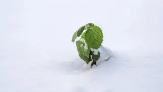 Үсік шалып, қар жауады: бүгін ауа райы қандай болады?