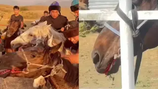 Алматы облысындағы қанды көкпар: федерация не дейді?