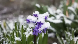 Елімізде қар жауып, үсік күтіледі: ауа райы болжамы жарияланды
