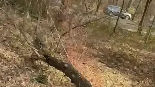 Баум тоғайында ағаштар заңсыз кесілген