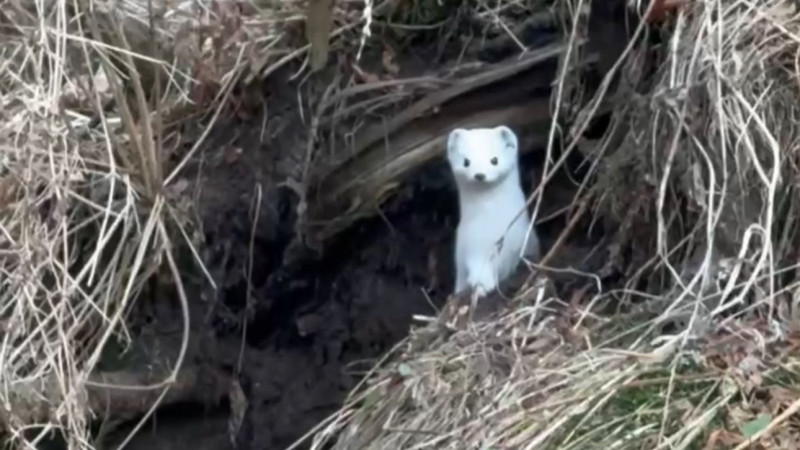 Азғын отбасының порнографиясы