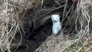 Қырынған кисканың жақын жоспары