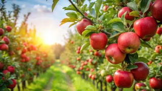 Анальды кеңейтуге арналған кастинг