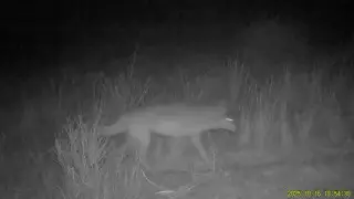 Киска видеоға түсіп қалды.