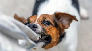 Алматы тұрғынын ит тістеп алған: Ботаникалық бақ өкілдері пікір білдірді