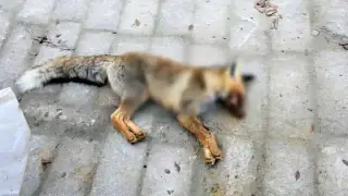 Маңғыстауда түлкі оқушыларға шапқан