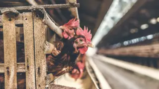 АҚШ-та H5N5 құс тұмауы штамынан алғаш рет адам өлімі тіркелді