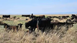 Абай облысында агроөнеркәсіп кешеннің даму қарқыны артты