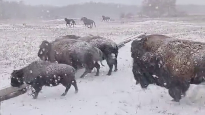 видео кадры