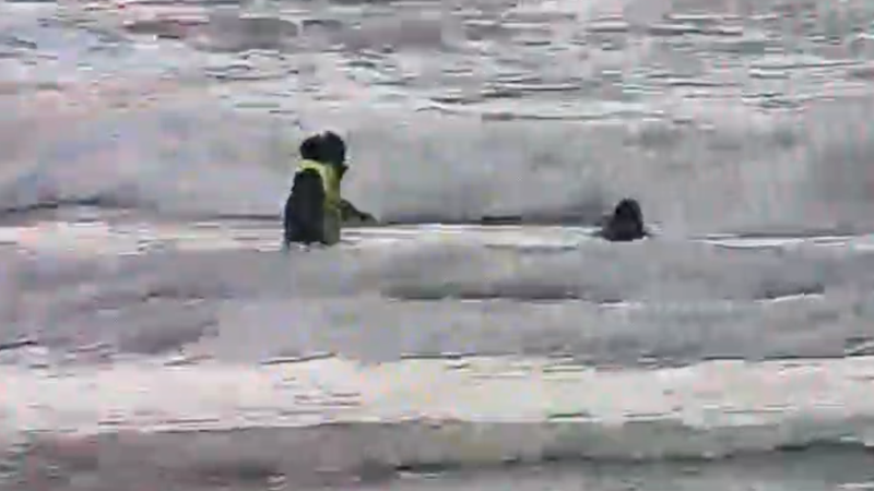 Видео кадры: Маңғыстау облысы Полиция департаменті